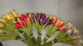 Tulipány barevné svazek sd 20ks